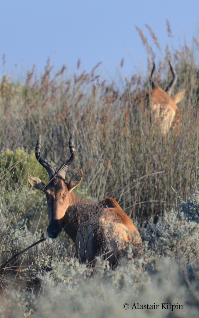 a classic over-the-shoulder glance on a morning game drive at Bushmans Kloof