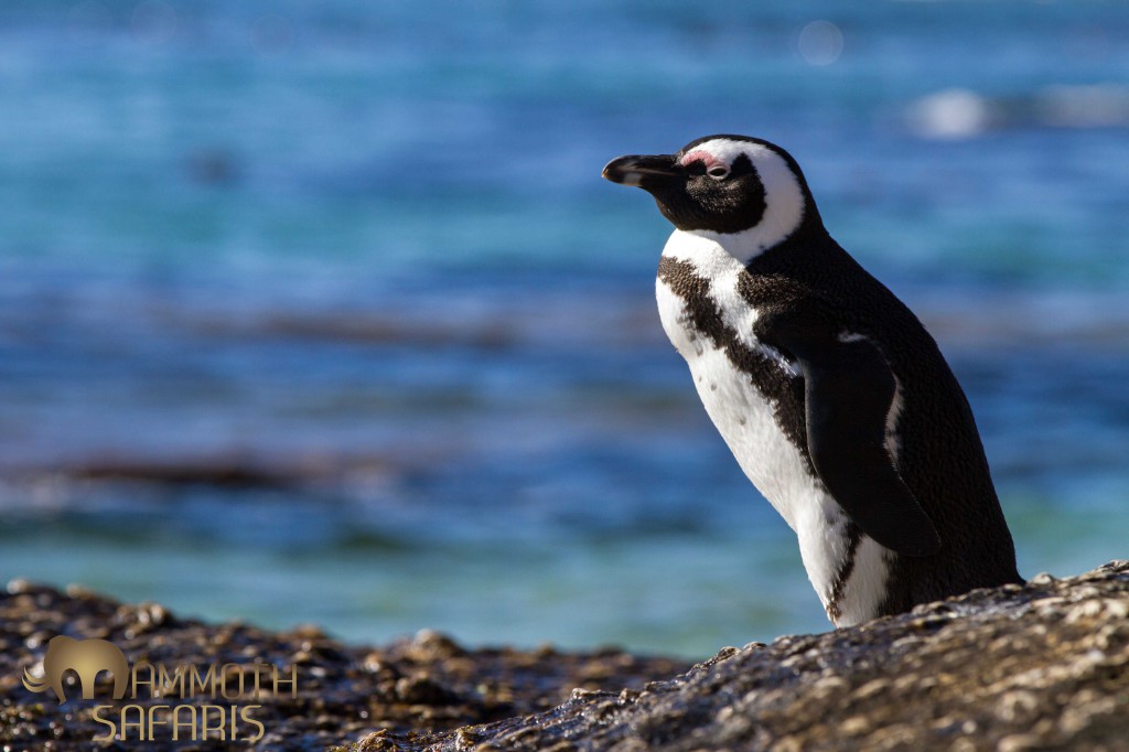These comical birds are easily seen at Boulders Beach and is a popular spot for most tourists to visit. What people don't realize is there are less than 20 000 African Penguins  remaining in South Africa.  