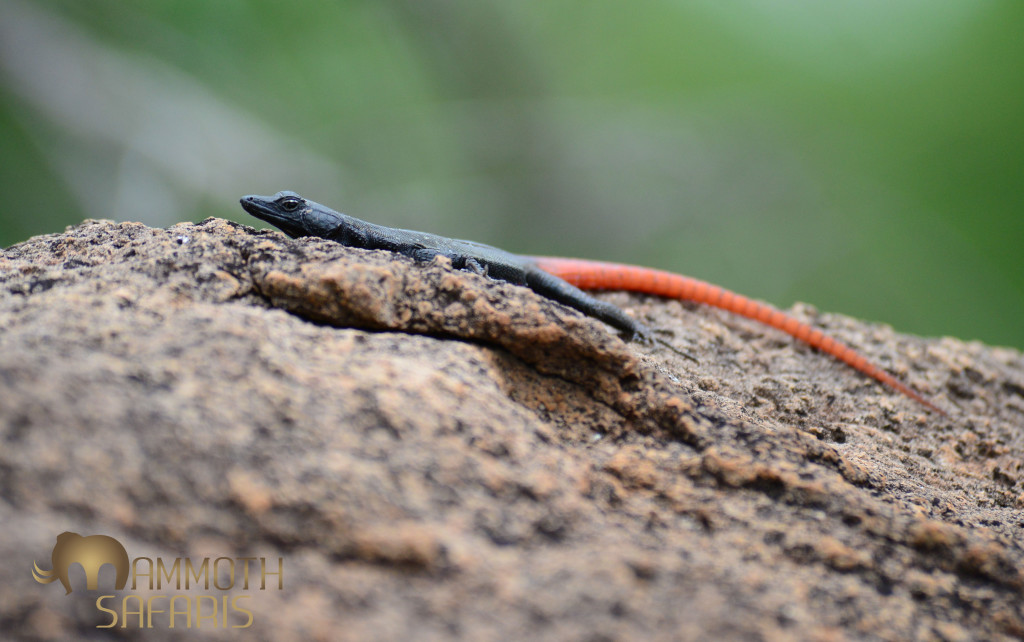 The fantastic geology in this part of the world is complemented by an array of attractive lizards like this Flat Lizard species.
