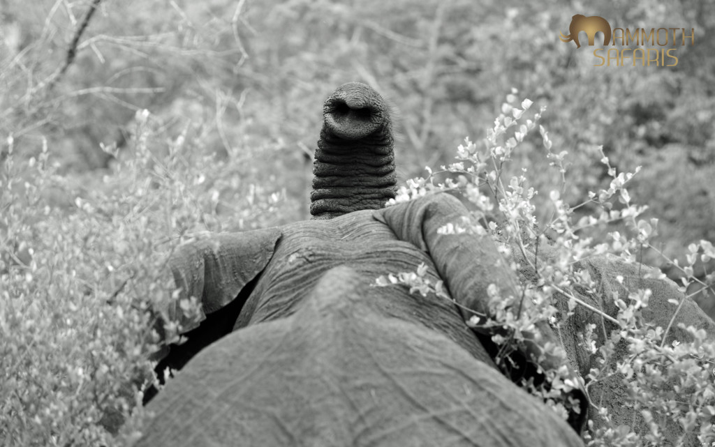 This is an elephant's way of saying "I am watching you!"