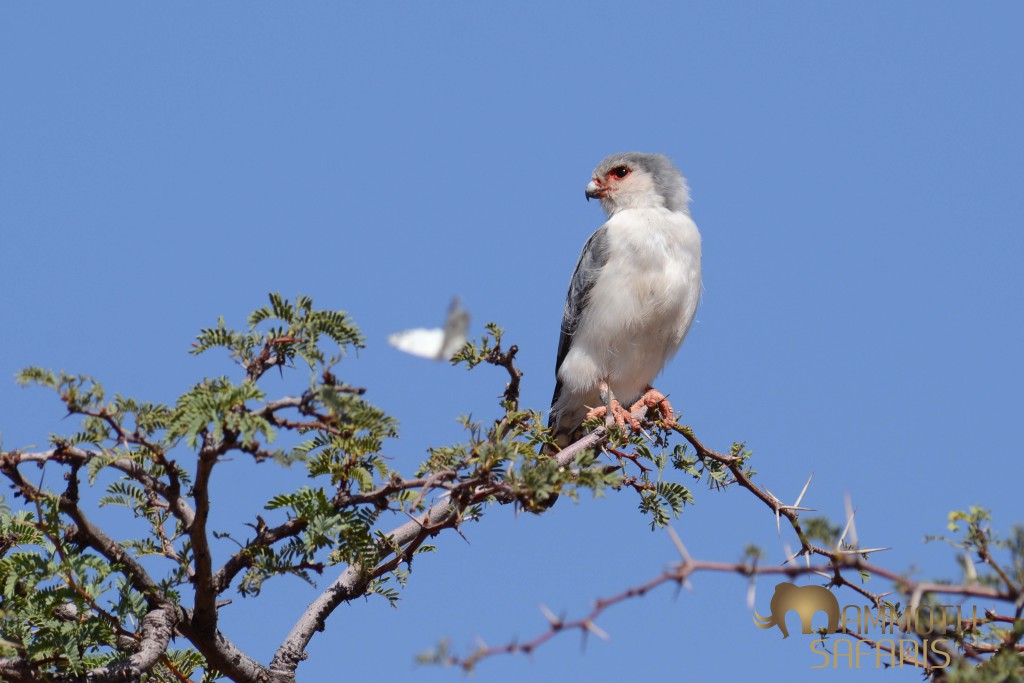 Africa's smallest raptor - this male was not distracted by the butterfly