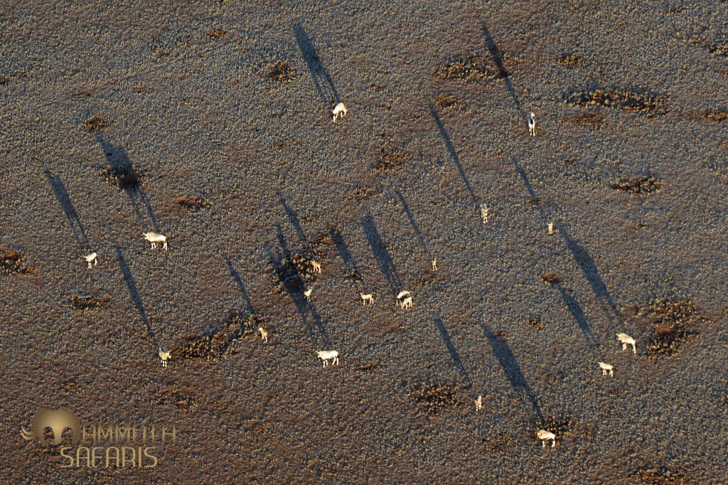 The morning shadows created a surreal scene wth Gemsbok and Ostrich below.