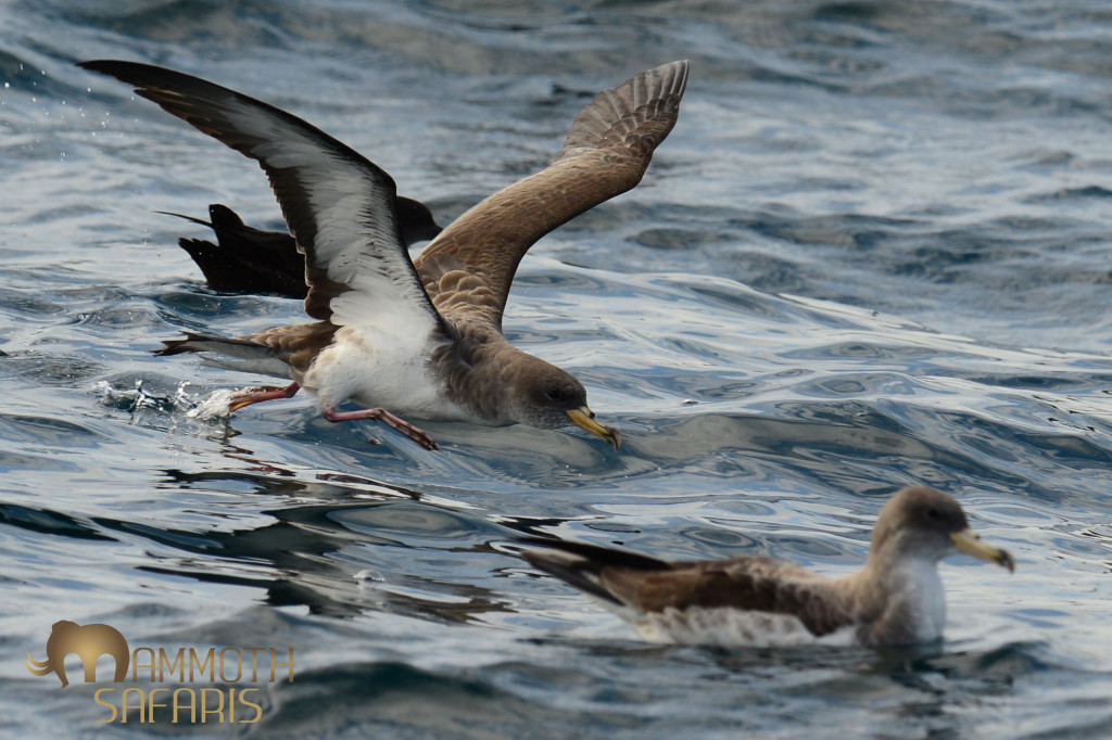 These Cory’s Shearwaters spend the summer in our waters off Cape Town and can be seen singly or in flocks of over 100 birds. Amazingly they are rather long-lived birds going for well over 30 years!
