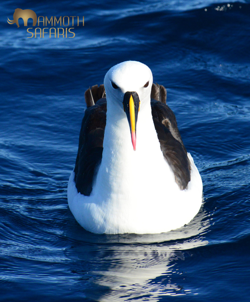 Indian Yellow-nosed Albatross is one of the small albatross, but picture-perfect! Most trips out to sea will encounter at least 2 and up to 5 species of albatross, making Cape Town a global hotspot for viewing these phenomenal fliers.