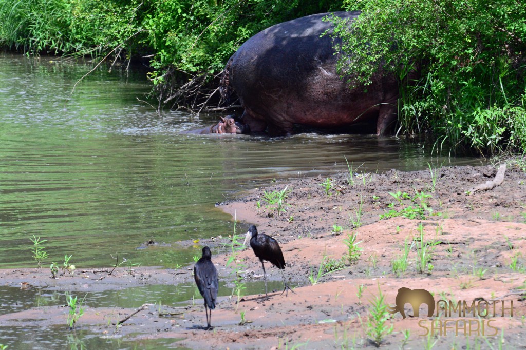 one one of our many good walks, we had been sitting quietly watching the Openbills when the rocks moved and we got a glimpse of this tiny hippo behind its mother. This is no doubt the first of many that will be born along the mighty Rufiji during the rainy season.
