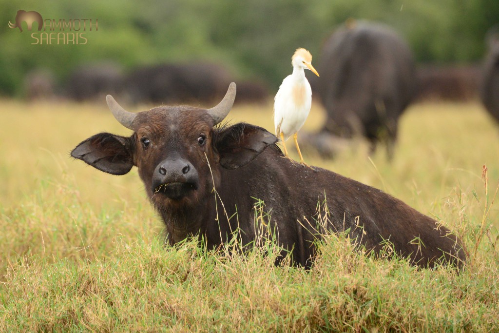 I loved this buffalo calf's expression - either from the rain that started falling, the egret scratching his back or more likely being disturbed by me!