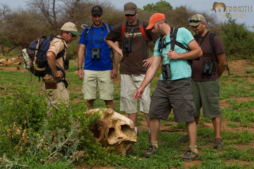 Time on foot allows you to earn a greater understanding of the natural world. We had an opportunity to spend time exploring the skull of an elephant which was extremely interesting. 
