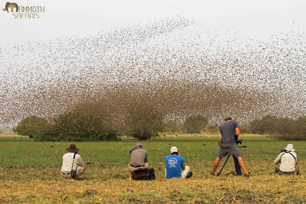 It’s hard to describe the exhilaration of being near a many-million strong heaving flock of Red-billed Queleas. The real challenge was to photograph the marauding raptors that came to feast on the little birds.