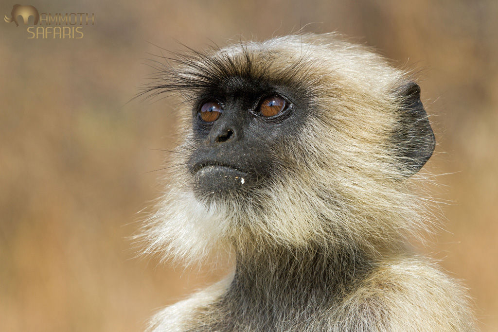 Gray Langurs or Hanuman Langurs are rather common at Jawai and are fantastic to photograph their keen eyes assist in finding leopards too.