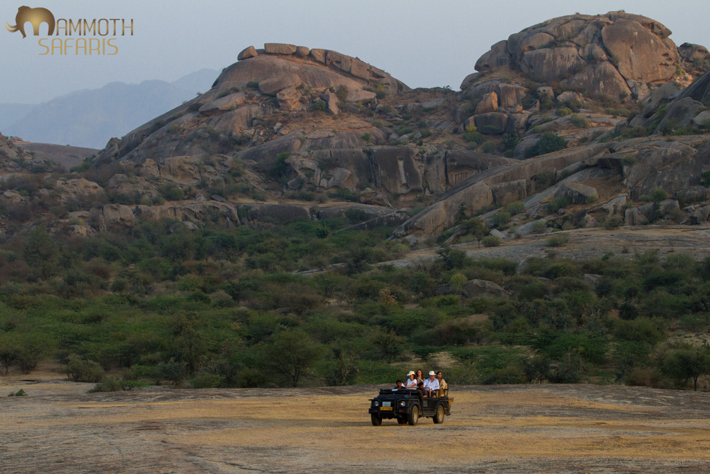 Spectacular scenery in the Rajasthan state of India, based at Jawai Camp we spent 3 nights searching for Indian leopards.
