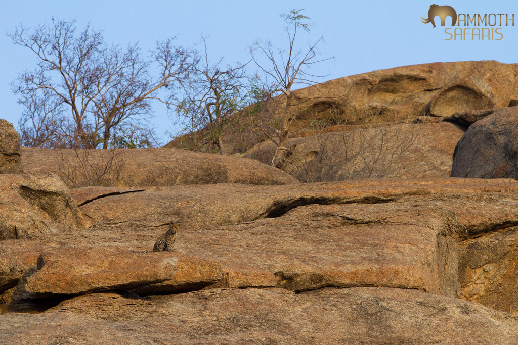 A young leopard cub enjoying the warmth of the morning sun on the granite rocks.