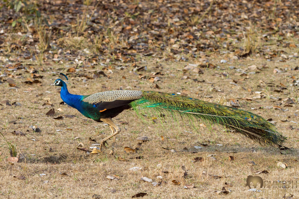 Although we searched for tiger for a few days in Bandhavgarh National Park we were not able to find any and not through lack of trying. We settled for some wonderful birding and enjoyed seeing the abundance of Indian Peacocks.