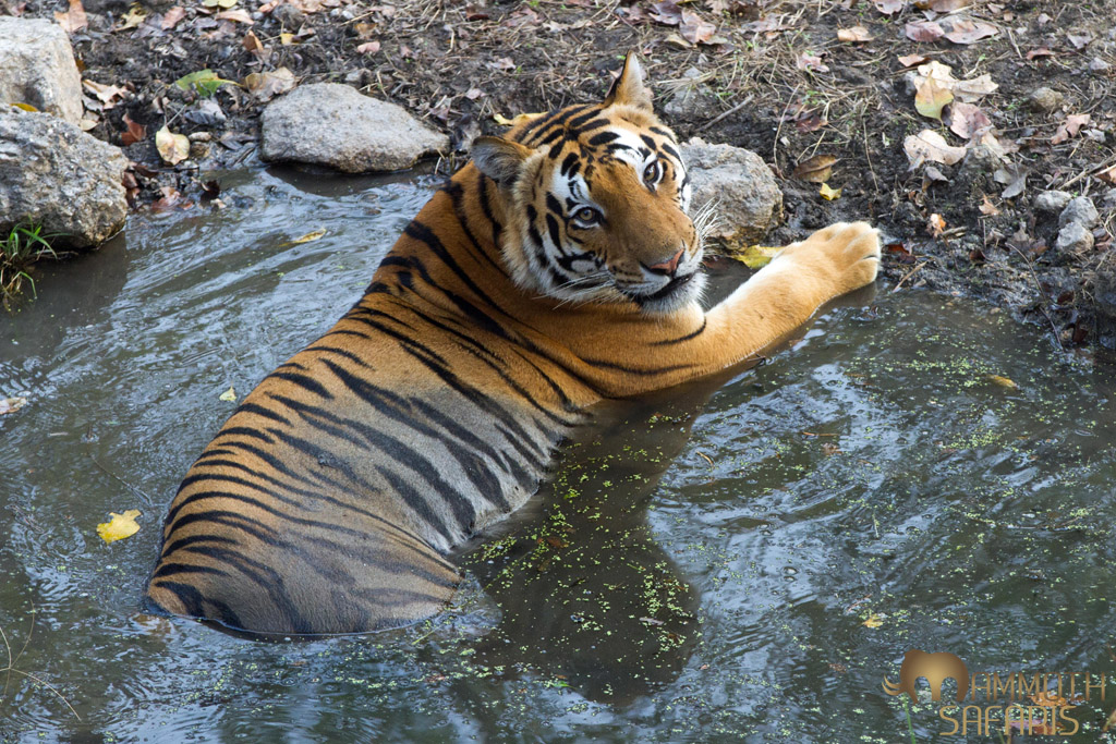 FINALLY!!! after 6 days of searching, nails bitten down to the bone, numerous theories as to why we hadn’t seen one then this beautiful male tiger walked out of the forest and lay in a small puddle of water right next to the road.