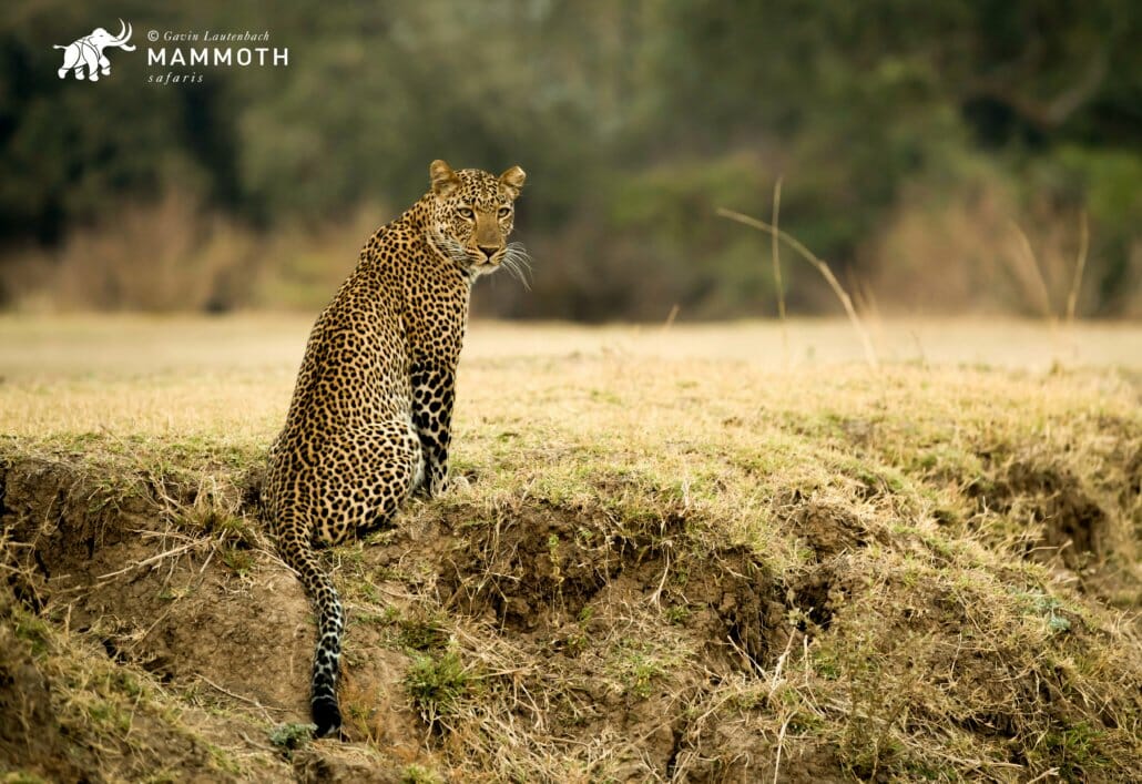 Top leopard spotting spots