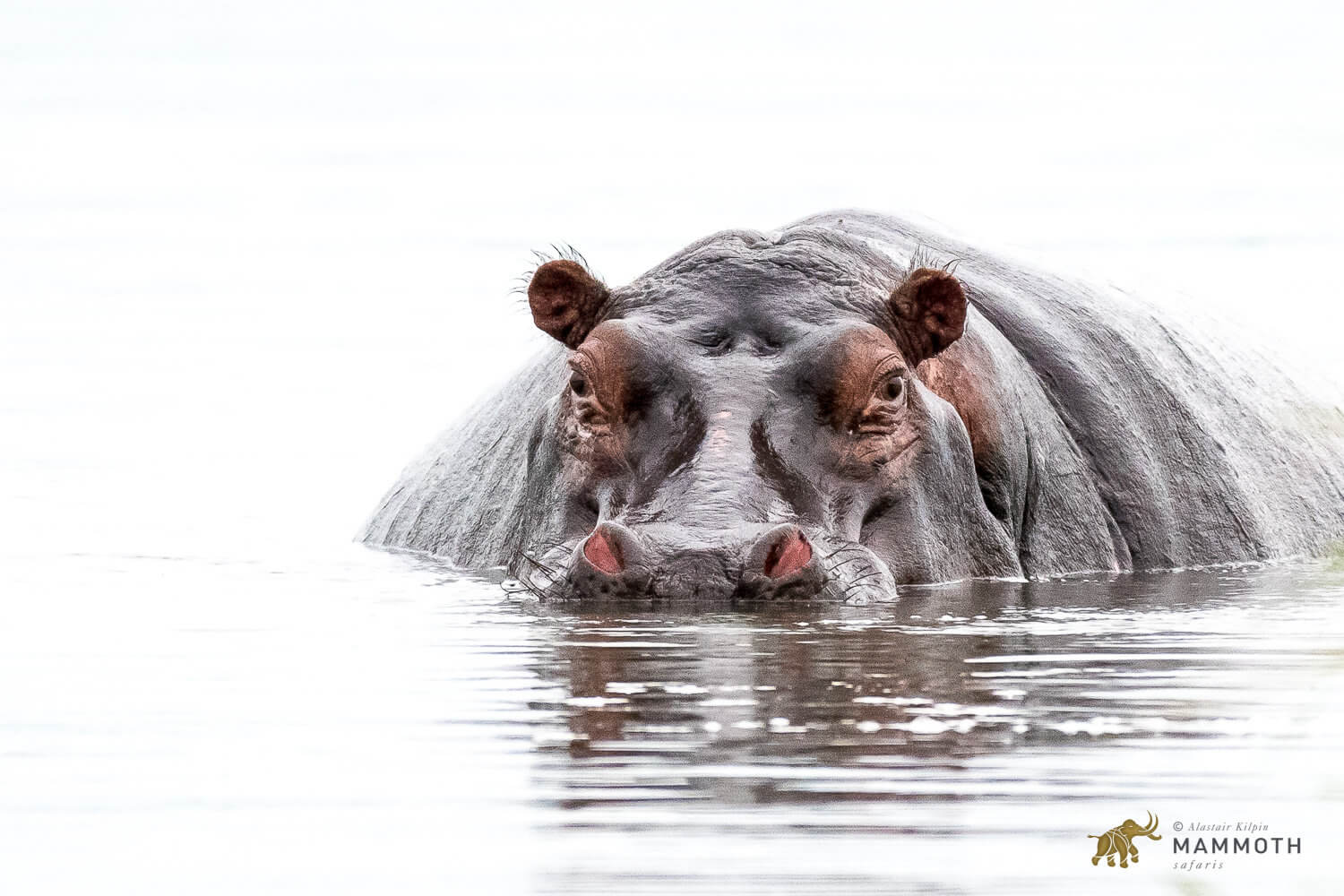 Hippo Akagera