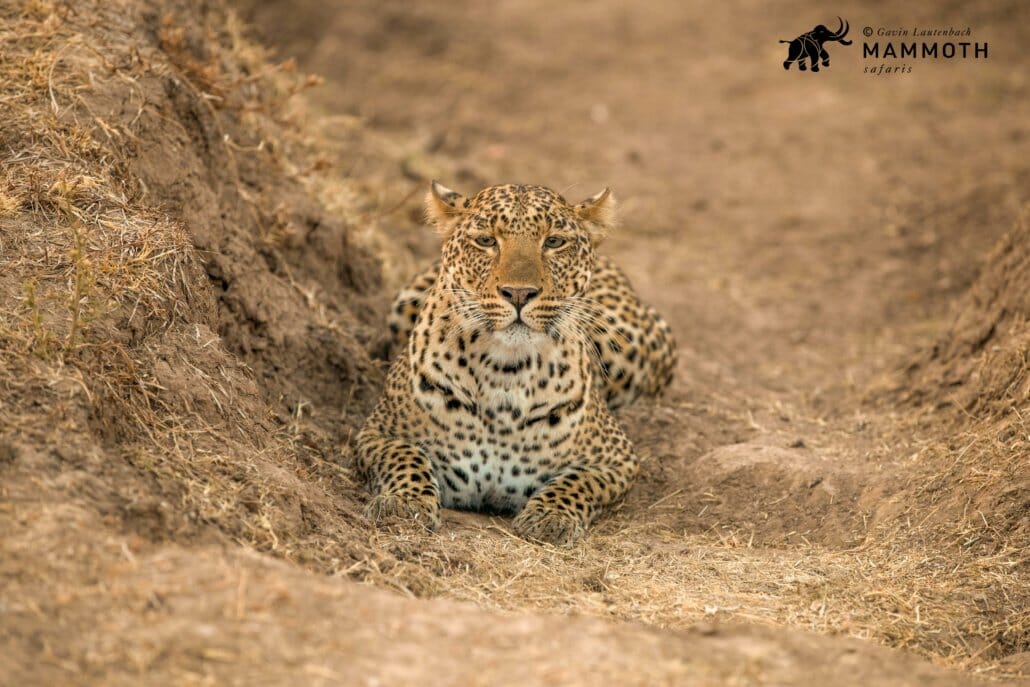 Leopard crouching