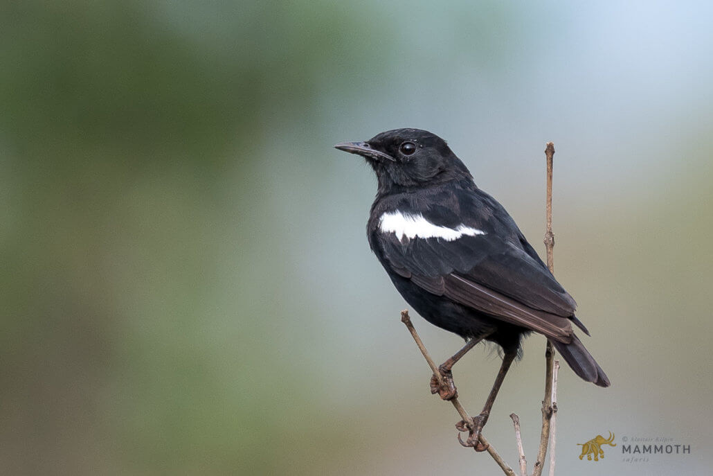 Sooty Chat Akagera