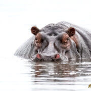 Hippo Akagera