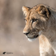 Gorongosa lion cub